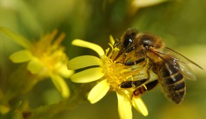 abeja-obrera